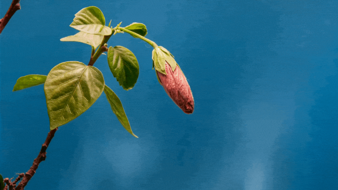 2024 Minimalistic Happy Valentine’s Day gif