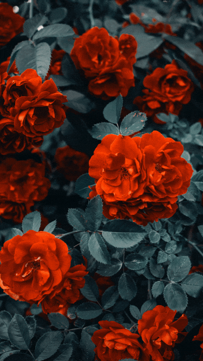 Happy Valentine's Day Gif 2024 status-min