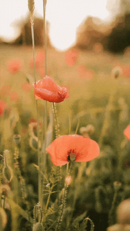 Realestic Valentine Day gif 2024-min