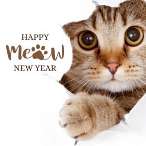 Read more about the article 80+ Happy New Year Cat Images, GIFs and Memes (2025)