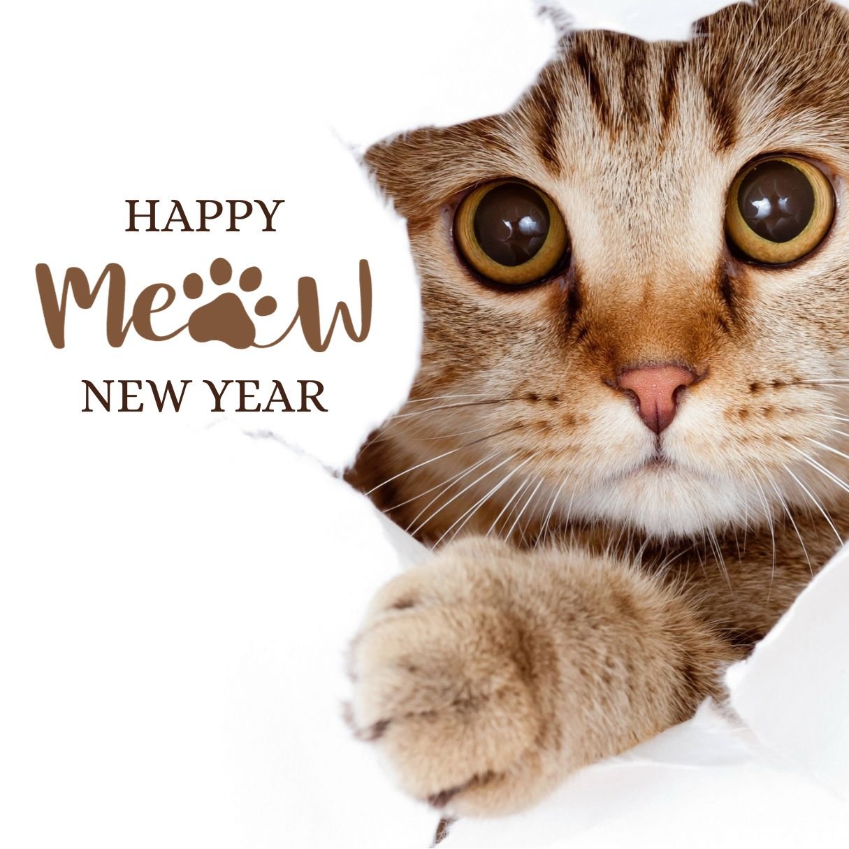 Read more about the article 80 Happy New Year Cat Images, GIFs and Memes (2025)