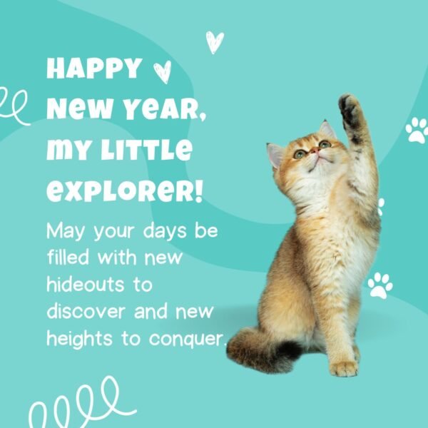 80 Happy New Year Cat Images, GIFs and Memes (2025) iPhone2Lovely