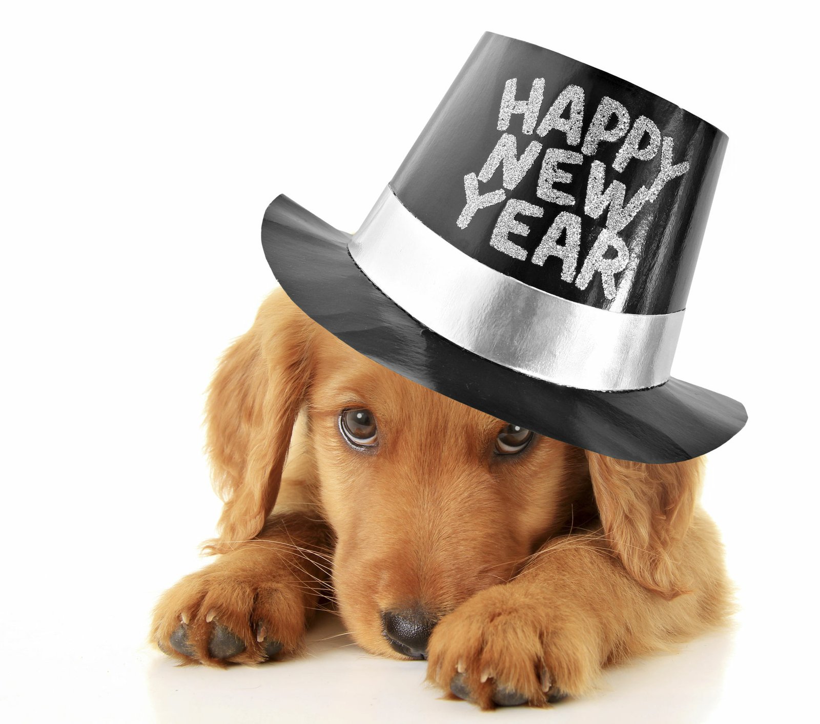 Read more about the article 100 Happy New Year 2025 Dog Images Quotes and Memes