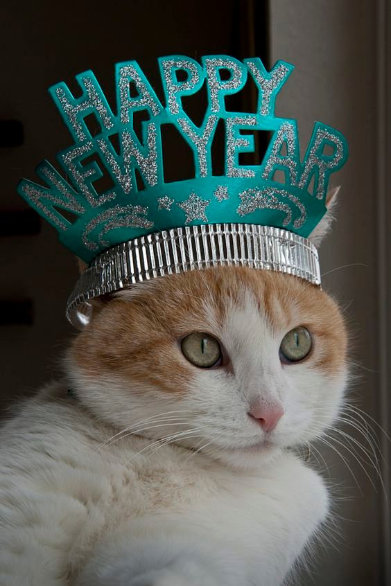 Serious Cat Happy New Year 2025 With Image